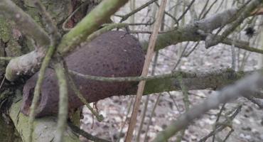 Bombę lotniczą znaleziono na drzewie
